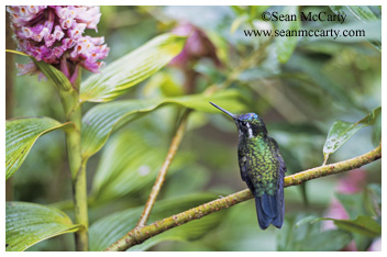 Hummingbird, Monteverde, Alajuela